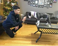 Silvia , a female Bull Terrier for sale in Illinois, IL – 3 of 8