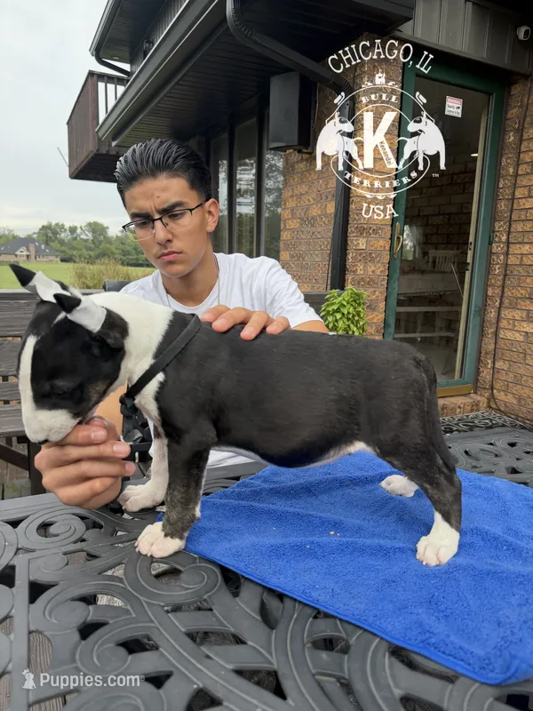 The mighty Midget – Bull Terrier puppy for sale in Illinois, IL