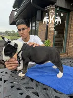 The mighty Midget, a male Bull Terrier for sale in Illinois, IL – 1 of 3