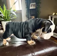 "Conflict ", a male English Bulldog for sale in Illinois, IL – 3 of 10