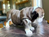 "Conflict ", a male English Bulldog for sale in Illinois, IL – 7 of 10