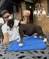 The mighty Midget, a male Bull Terrier for sale in Illinois, IL – 2 of 3