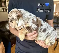 "Conflict ", a male English Bulldog for sale in Illinois, IL – 4 of 10