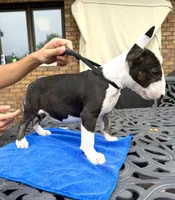 The mighty Midget, a male Bull Terrier for sale in Illinois, IL – 3 of 3
