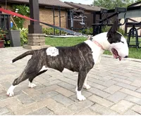 Silvia , a female Bull Terrier for sale in Illinois, IL – 8 of 8