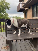 Silvia , a female Bull Terrier for sale in Illinois, IL – 2 of 8