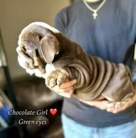 "Conflict ", a male English Bulldog for sale in Illinois, IL – 8 of 10