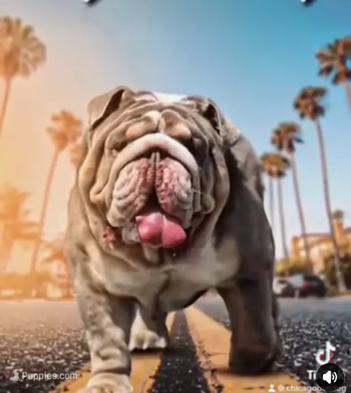 "Conflict " – English Bulldog puppy for sale in Illinois, IL