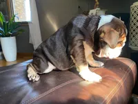 "Conflict ", a male English Bulldog for sale in Illinois, IL – 9 of 10