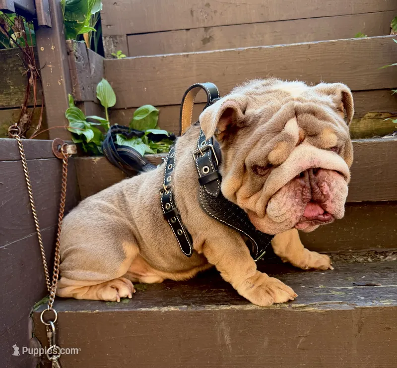 "Conflict " – English Bulldog puppy for sale in Illinois, IL