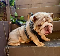 "Conflict ", a male English Bulldog for sale in Illinois, IL – 1 of 10