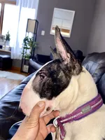 Silvia , a female Bull Terrier for sale in Illinois, IL – 5 of 8