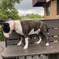 Silvia , a female Bull Terrier for sale in Illinois, IL – 7 of 8