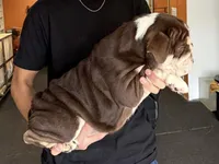 "Conflict ", a male English Bulldog for sale in Illinois, IL – 6 of 10