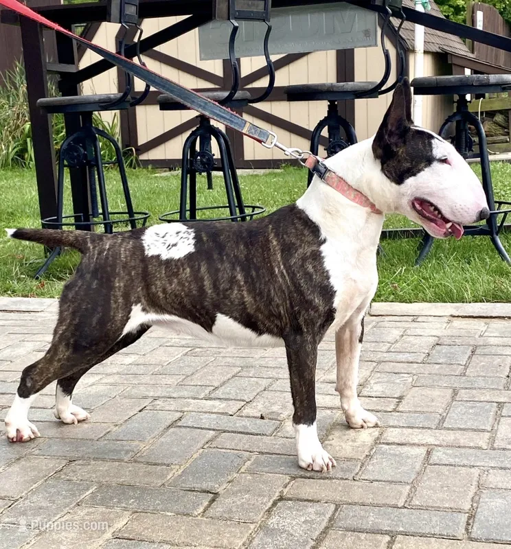 Silvia  – Bull Terrier puppy for sale in Illinois, IL