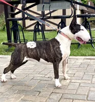 Silvia , a female Bull Terrier for sale in Illinois, IL – 1 of 8