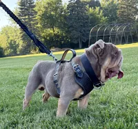 "Conflict ", a male English Bulldog for sale in Illinois, IL – 2 of 10