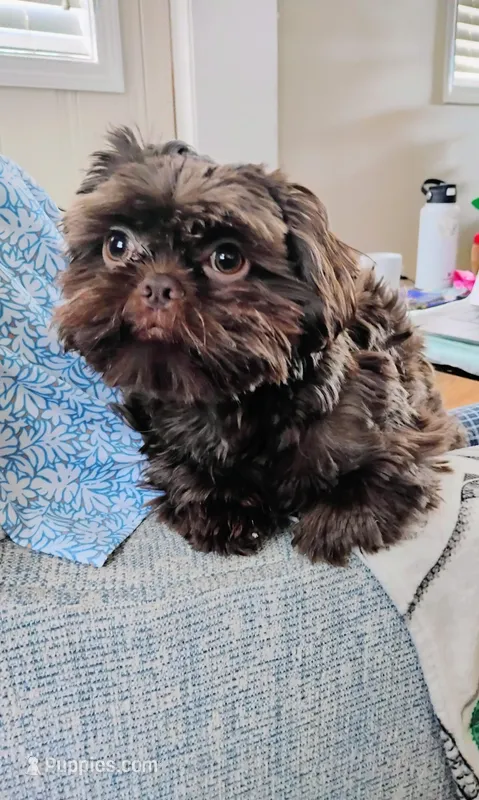 Coco, a male Shih Tzu for sale in Fort Lee, NJ – Photo 1 of 2