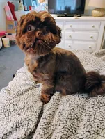 Coco, a male Shih Tzu for sale in Fort Lee, NJ – Photo 2 of 2