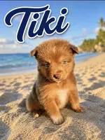 Tiki, a male Miniature Australian Shepherd for sale in Idalou, TX – 2 of 4