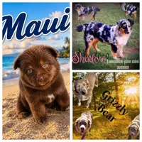Maui, a male Miniature Australian Shepherd for sale in Idalou, TX – 3 of 4