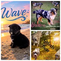 Wave, a male Miniature Australian Shepherd for sale in Idalou, TX – 4 of 4