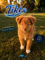 Tiki, a male Miniature Australian Shepherd for sale in Idalou, TX – 4 of 4