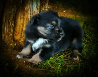 Doc, a male Miniature Australian Shepherd for sale in Idalou, TX – Photo 2 of 10