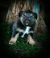 Doc, a male Miniature Australian Shepherd for sale in Idalou, TX – Photo 7 of 10