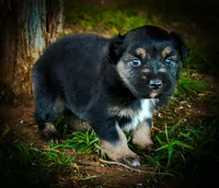 Doc, a male Miniature Australian Shepherd for sale in Idalou, TX – Photo 6 of 10