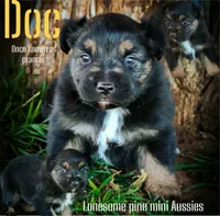 Doc, a male Miniature Australian Shepherd for sale in Idalou, TX – Photo 1 of 10