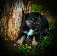 Doc, a male Miniature Australian Shepherd for sale in Idalou, TX – Photo 3 of 10