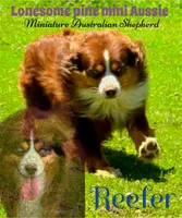 Doc, a male Miniature Australian Shepherd for sale in Idalou, TX – Photo 9 of 10