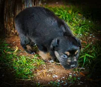 Doc, a male Miniature Australian Shepherd for sale in Idalou, TX – Photo 5 of 10