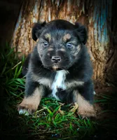 Doc, a male Miniature Australian Shepherd for sale in Idalou, TX – Photo 8 of 10
