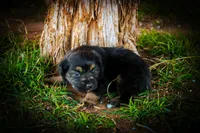 Doc, a male Miniature Australian Shepherd for sale in Idalou, TX – Photo 4 of 10