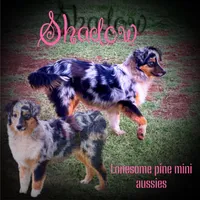 Doc, a male Miniature Australian Shepherd for sale in Idalou, TX – Photo 10 of 10