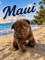 Maui, a male Miniature Australian Shepherd for sale in Idalou, TX – 2 of 4