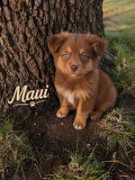 Maui, a male Miniature Australian Shepherd for sale in Idalou, TX – 4 of 4