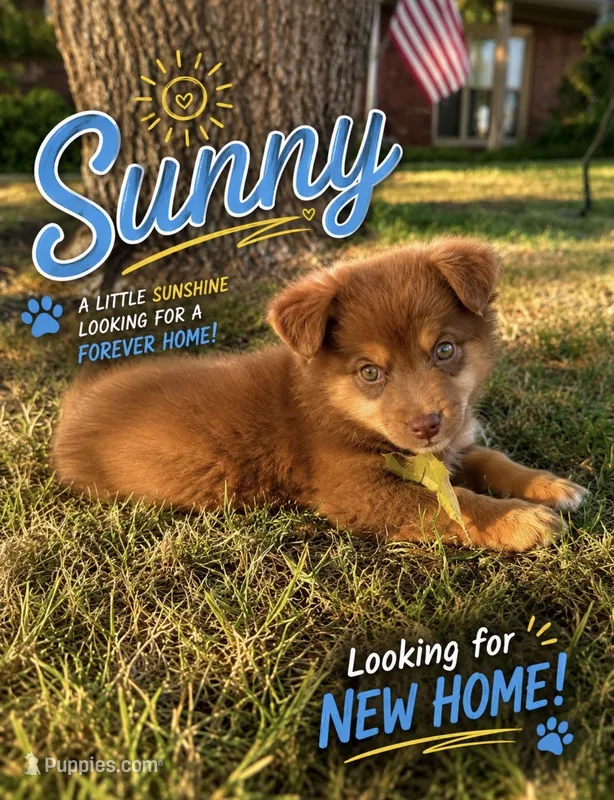 Sunny – Miniature Australian Shepherd puppy for sale in Idalou, TX