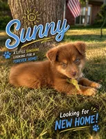 Sunny, a male Miniature Australian Shepherd for sale in Idalou, TX – 1 of 6