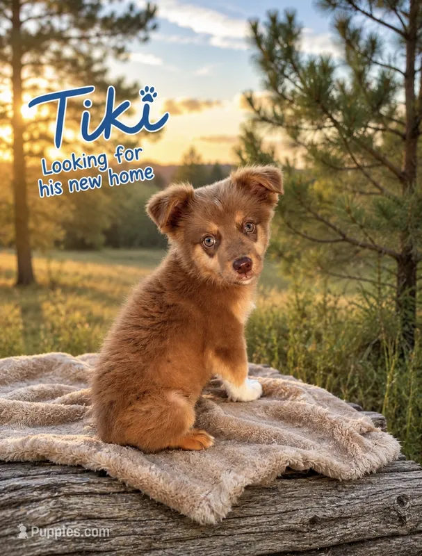 Tiki – Miniature Australian Shepherd puppy for sale in Idalou, TX