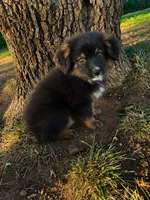 Wave, a male Miniature Australian Shepherd for sale in Idalou, TX – 3 of 4