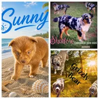 Sunny, a male Miniature Australian Shepherd for sale in Idalou, TX – 2 of 6