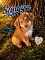 Sunny, a male Miniature Australian Shepherd for sale in Idalou, TX – 4 of 6