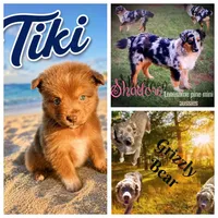 Tiki, a male Miniature Australian Shepherd for sale in Idalou, TX – 3 of 4