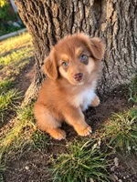 Sunny, a male Miniature Australian Shepherd for sale in Idalou, TX – 6 of 6