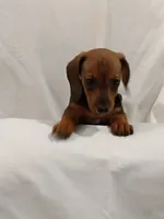Kelly , a female Miniature Dachshund for sale in Kingsport, TN – 2 of 3
