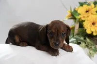 Ruthie, a female Miniature Dachshund for sale in Kingsport, TN – 1 of 2