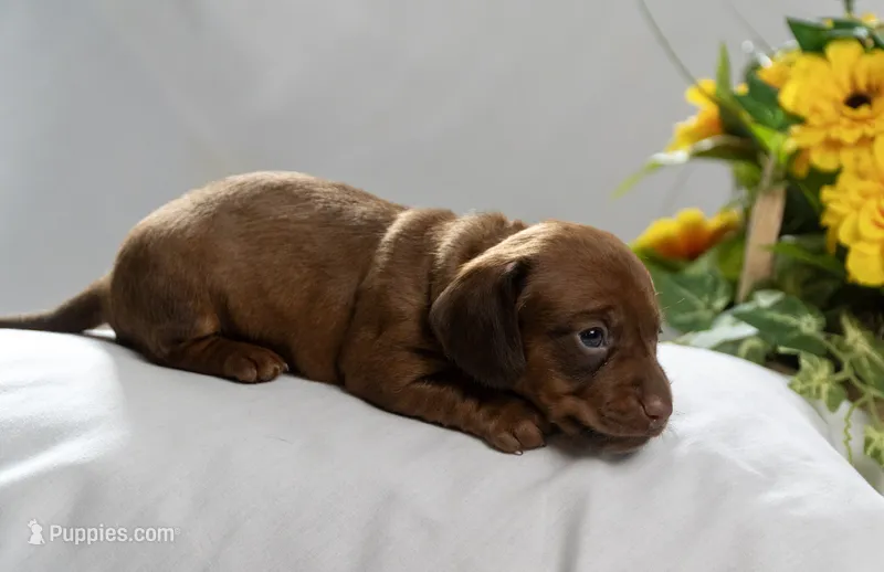 Mazzie – Miniature Dachshund puppy on hold in Kingsport, TN